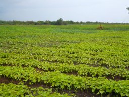 Fertilizer &raquo; Fertilizer